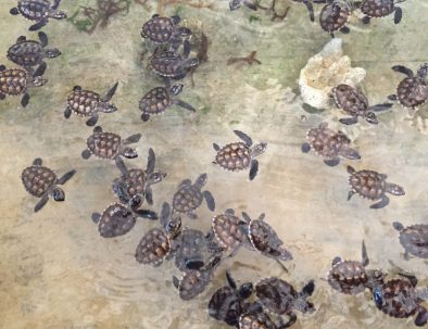 Bevarande av Havssköldpaddor på Bali