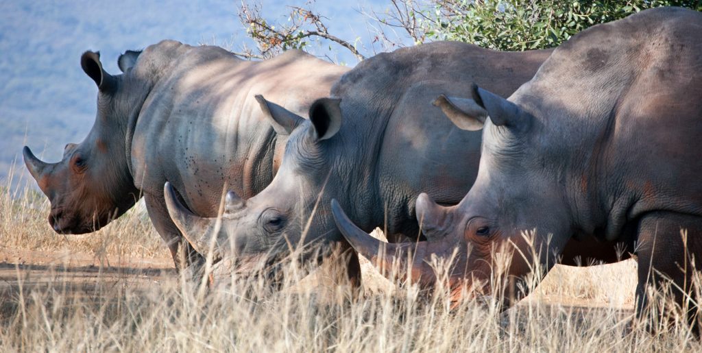 Djurbevarande ute i bushen på Big 5-reservat