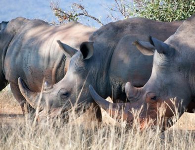 Djurbevarande ute i bushen på Big 5-reservat