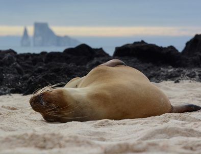 Djur- och naturbevarande på Galapagos
