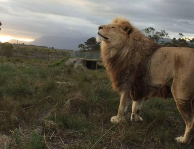 Stora kattdjur på hållbart naturreservat