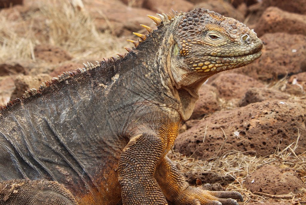 Djur- och naturbevarande på Galapagos