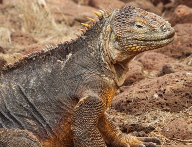 Djur- och naturbevarande på Galapagos