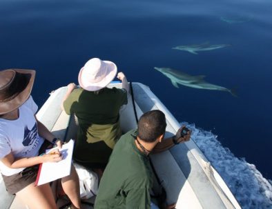 Delfinexpedition och marin forskning i Medelhavet