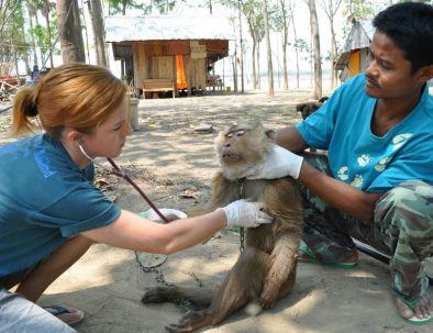 Räddningscenter vilda djur i underbara Thailand